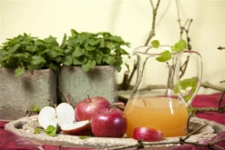 Apfel „Braeburn“ -Wurzel Lust Verkaufsgeschäft GS458214 800x800