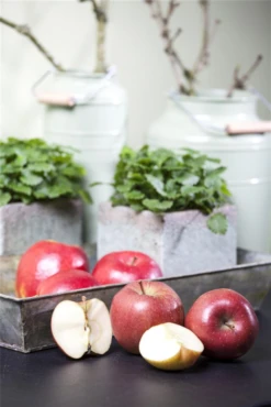 Apfel „Braeburn“ -Wurzel Lust Verkaufsgeschäft GS458215 800x800