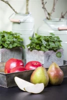 Winterbirne „Vereins Dechantsbirne“ 11 Winterbirne „Vereins Dechantsbirne“ – Bild 9