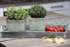 Echter Thymian -Wurzel Lust Verkaufsgeschäft GS468644 800x800