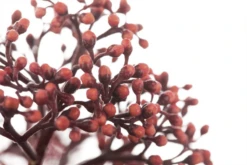 Bestseller -Wurzel Lust Verkaufsgeschäft GS470981 800x800