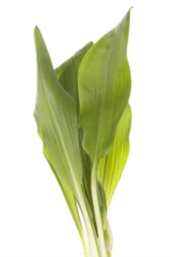 Bärlauch -Wurzel Lust Verkaufsgeschäft GS471233 800x800