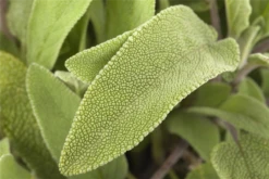 Garten-Salbei 31 Garten-Salbei -Wurzel Lust Verkaufsgeschäft GS471829 800x800