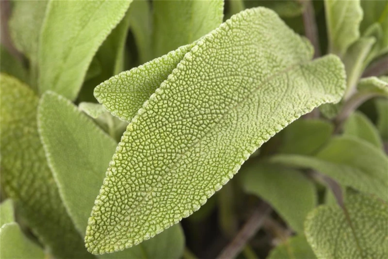 Garten-Salbei 12 Garten-Salbei – Bild 10