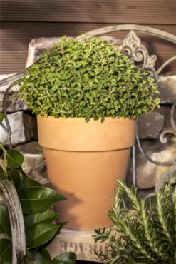 Oregano -Wurzel Lust Verkaufsgeschäft GS471924 800x800