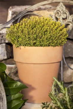 Gold-Thymian „Aureus“ -Wurzel Lust Verkaufsgeschäft GS471925 800x800