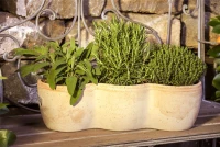 Garten-Salbei 21 Garten-Salbei – Bild 19