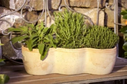 Garten-Salbei 29 Garten-Salbei -Wurzel Lust Verkaufsgeschäft GS471929 800x800