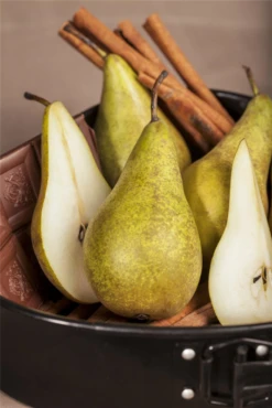 Birne „Conference“ 26 Birne „Conference“ -Wurzel Lust Verkaufsgeschäft GS471936 800x800