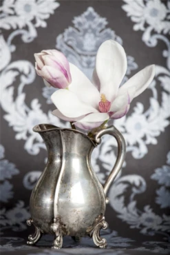 Tulpen-Magnolie -Wurzel Lust Verkaufsgeschäft GS471951 800x800