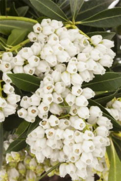 Schattenglöckchen „Debutante“