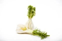 Gewöhnlicher Fenchel -Wurzel Lust Verkaufsgeschäft GS473384 800x800