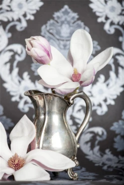 Tulpen-Magnolie -Wurzel Lust Verkaufsgeschäft GS475144 800x800