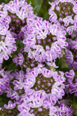 Berg-Bohnenkraut -Wurzel Lust Verkaufsgeschäft GS475706 800x800