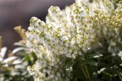 Schattenglöckchen „Debutante“ -Wurzel Lust Verkaufsgeschäft GS475863 800x800