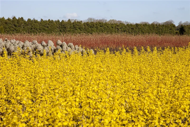 Fasanenspiere „Dart´s Gold“ 7 Fasanenspiere „Dart´s Gold“ – Bild 5