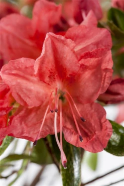 Japanische Azalee „Geisha Orange“