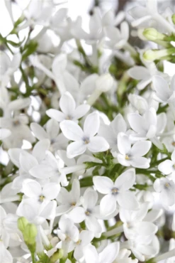 Schneeball „Eskimo“