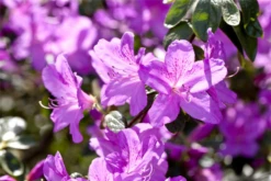 Japanische Azalee „Feenstern“