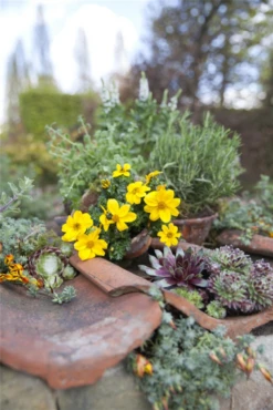 Echter Thymian -Wurzel Lust Verkaufsgeschäft GS489617 800x800