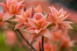 Sommergrüne Azalee „My Reini“