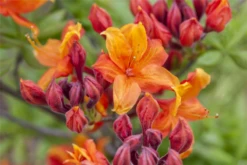 Sommergrüne Azalee „Sunny Boy“