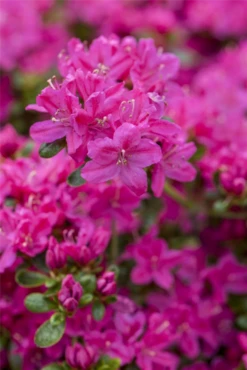 Japanische Azalee „Kermesina“ -Wurzel Lust Verkaufsgeschäft GS491155 800x800