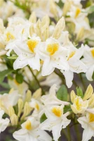 Sommergrüne Azalee „Persil“ 6 Sommergrüne Azalee „Persil“ – Bild 4