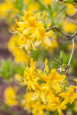 Sommergrüne Azalee „Goldtopas“ -Wurzel Lust Verkaufsgeschäft GS491167 800x800