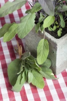 Garten-Salbei 22 Garten-Salbei – Bild 20