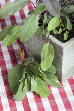 Garten-Salbei 30 Garten-Salbei -Wurzel Lust Verkaufsgeschäft GS491214 800x800