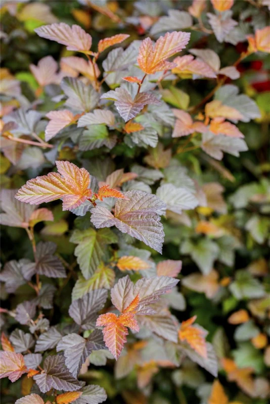 Fasanenspiere „Summer Wine®“ 4 Fasanenspiere „Summer Wine®“ – Bild 2