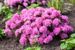 Japanische Azalee „Kermesina Rose“ -Wurzel Lust Verkaufsgeschäft GS491485 800x800