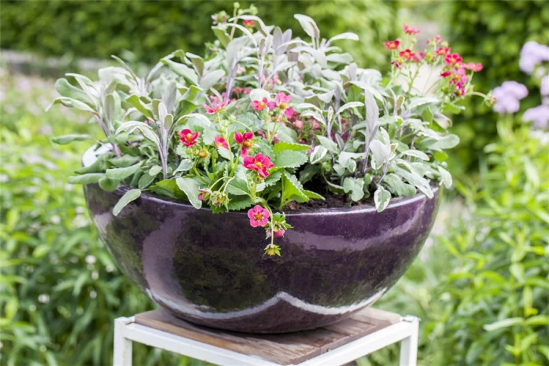 Garten-Salbei 13 Garten-Salbei – Bild 11