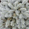 Kleine Blaufichte „Glauca Globosa“