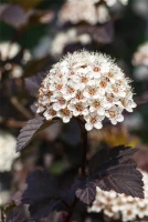 Fasanenspiere „Summer Wine®“ 11 Fasanenspiere „Summer Wine®“ – Bild 9