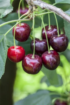 Süßkirsche „Regina“ 17 Süßkirsche „Regina“ -Wurzel Lust Verkaufsgeschäft GS501898 800x800