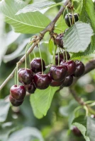 Süßkirsche „Regina“ 14 Süßkirsche „Regina“ – Bild 12