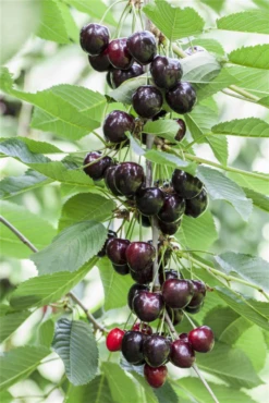 Süßkirsche „Kordia®“ -Wurzel Lust Verkaufsgeschäft GS501908 800x800