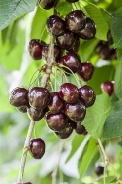 Süßkirsche „Kordia®“ -Wurzel Lust Verkaufsgeschäft GS501910 800x800