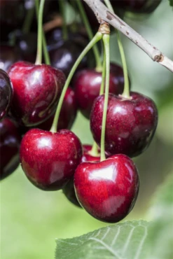 Süßkirsche „Kordia®“ -Wurzel Lust Verkaufsgeschäft GS501912 800x800