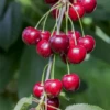Süß-Kirsche „Hedelfinger Riesenkirsche“ -Wurzel Lust Verkaufsgeschäft GS501915 800x800