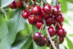 Süßkirsche „Burlat“