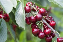 Sauerkirsche „Saphir(s)“