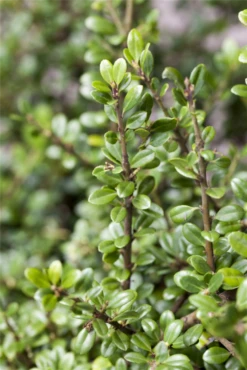 Berg-Ilex „Fructu Luteo“