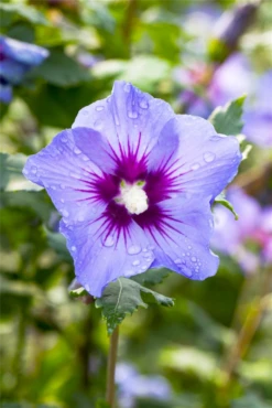 Garteneibisch „Marina“ -Wurzel Lust Verkaufsgeschäft GS502523 800x800