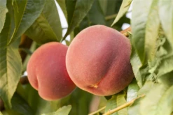 Pfirsich „Red Haven®“