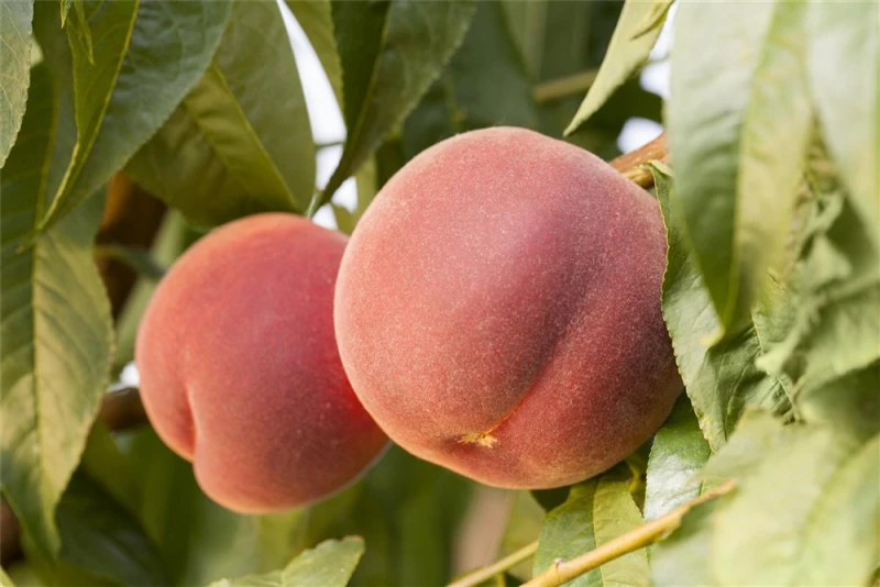 Pfirsich „Red Haven®“ 3 Pfirsich „Red Haven®“