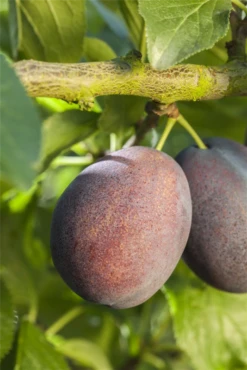 Reneklode „Graf Althans Reneklode“