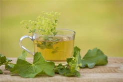 Gewöhnlicher Fenchel -Wurzel Lust Verkaufsgeschäft GS505930 800x800